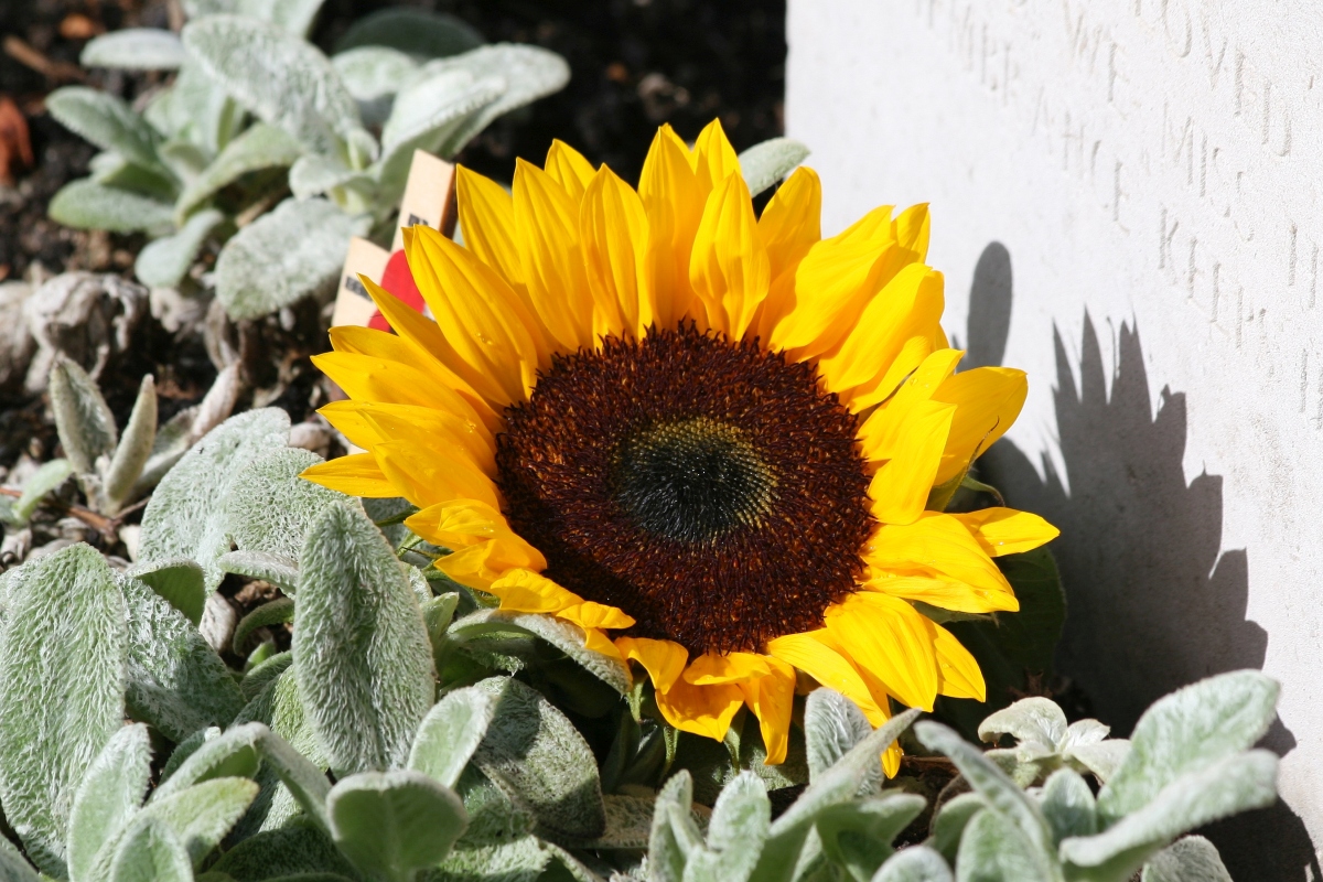 Market_Garden_2022_77.jpg