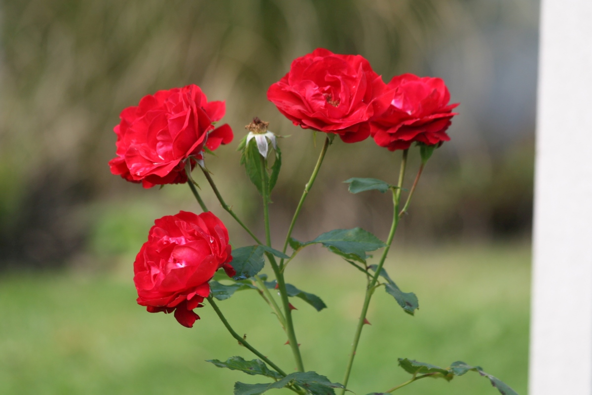 Market_Garden_2022_78.jpg
